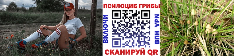 Псилоцибиновые грибы Psilocybe  Асино 